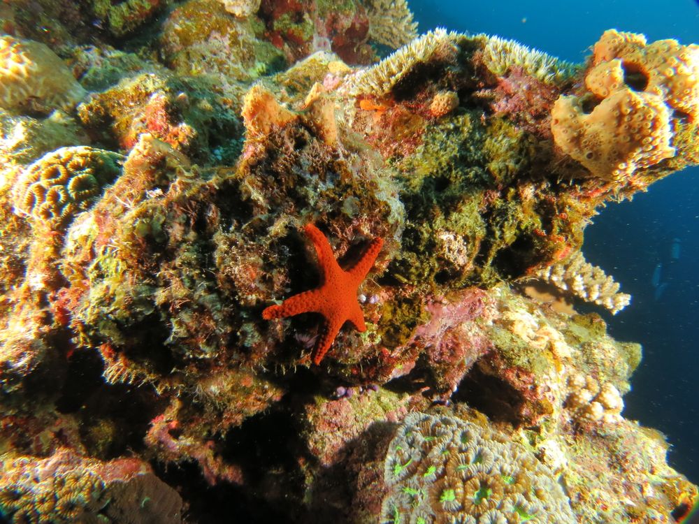 Starfish in Zamami-jima Okinawa